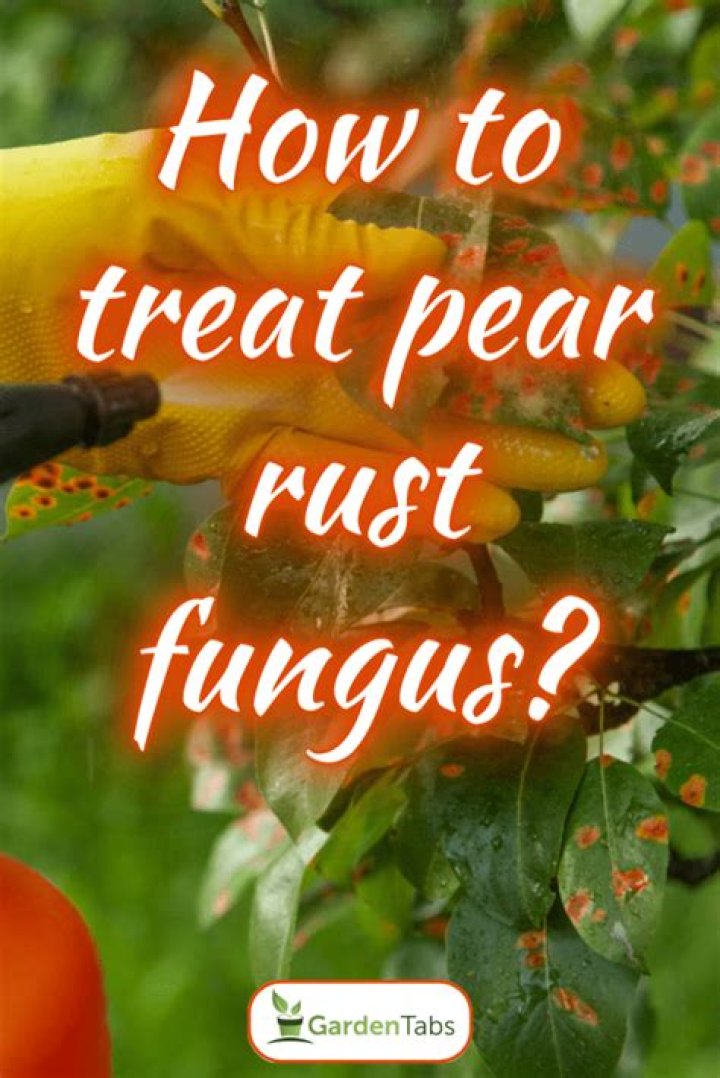 How do you treat Vinca fungus?