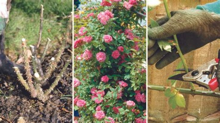 How do you trim a red tip bush?