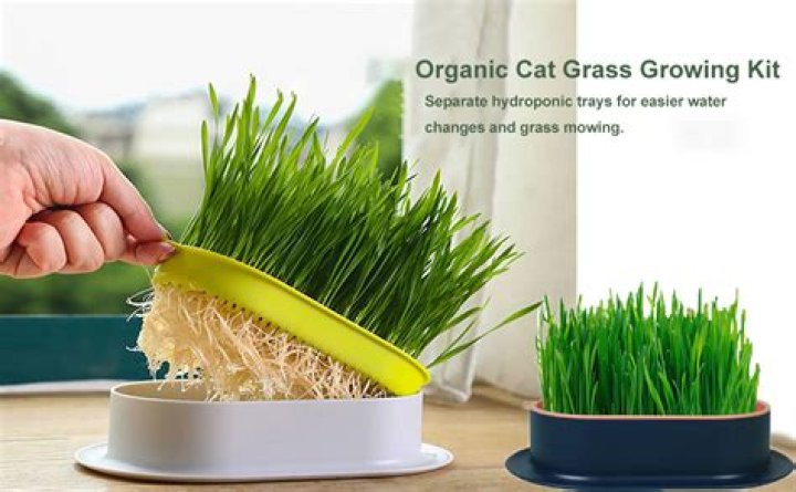 How do you use fresh wheatgrass?