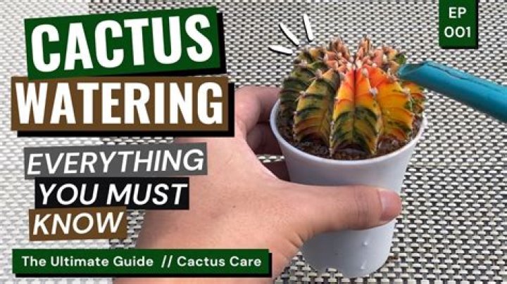 How do you water a succulent dish?