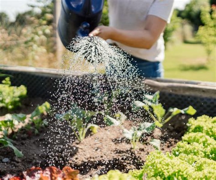 How do you water vegetables?