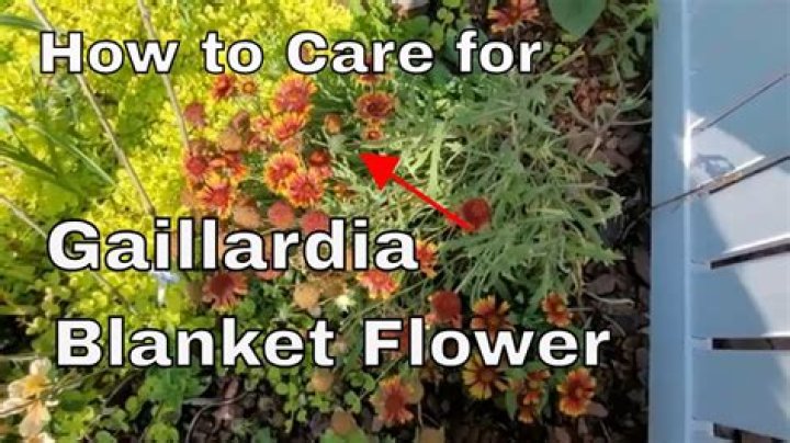 How do you winterize Gaillardia?