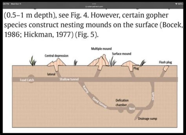 How does a gopher dig?