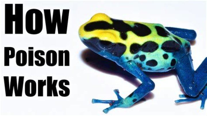 How does a poison dart frog kill?