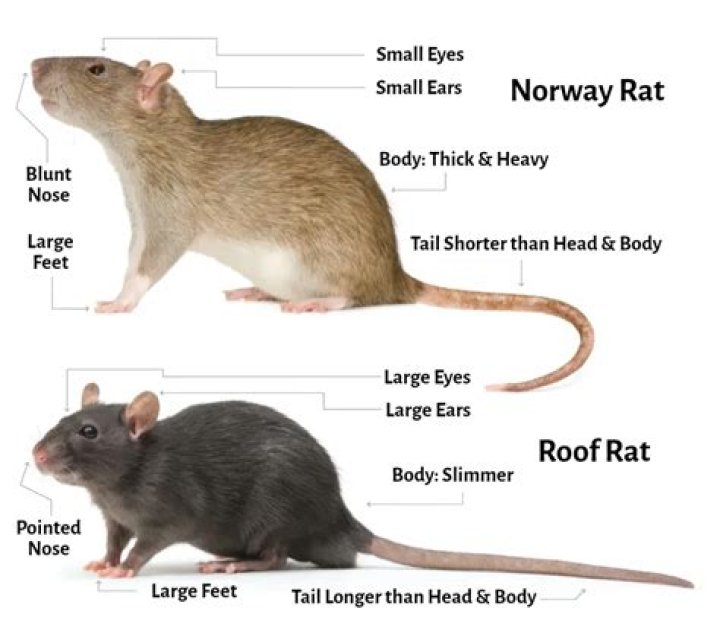 How does a rat get in the house?