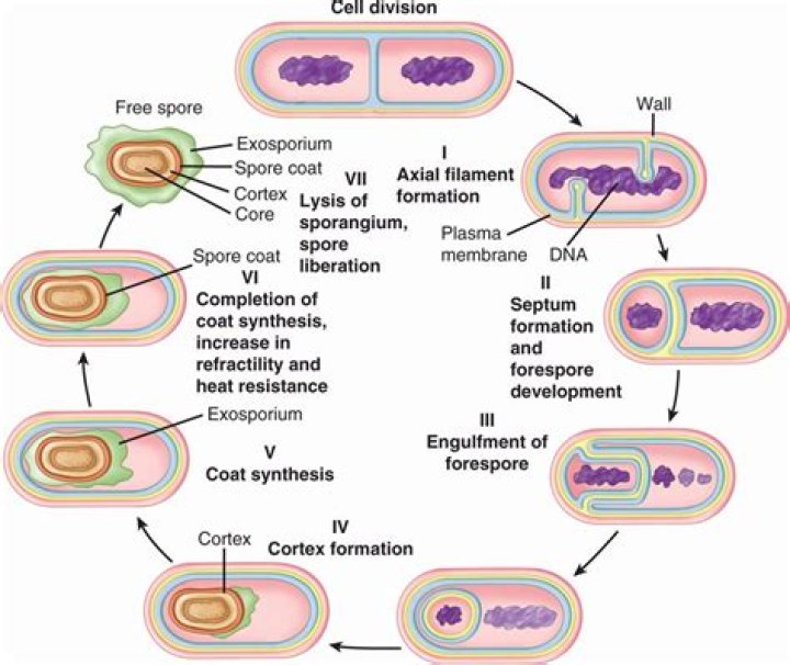 How does Bacillus reproduce?