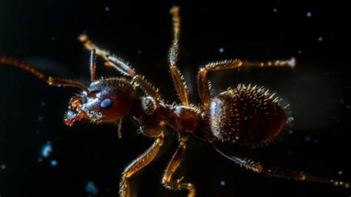 How does baking soda kill fire ants?