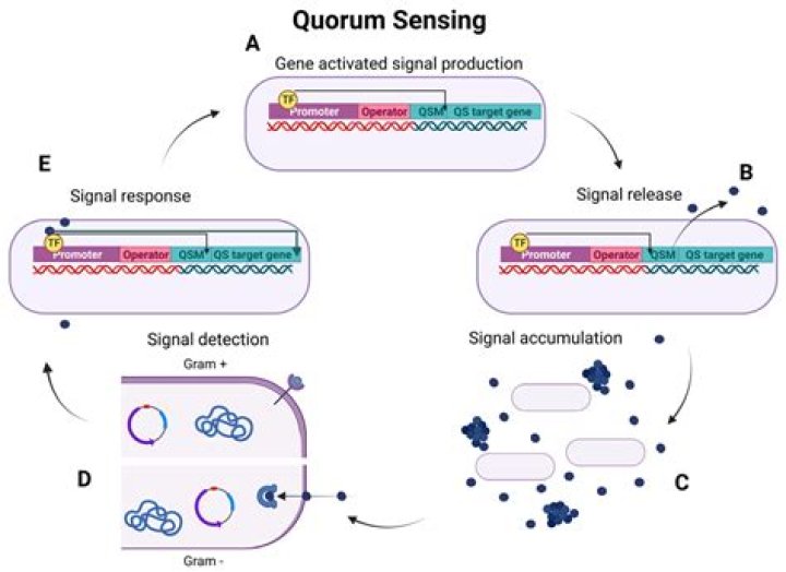 How does quorum sensing help produce biofilms?
