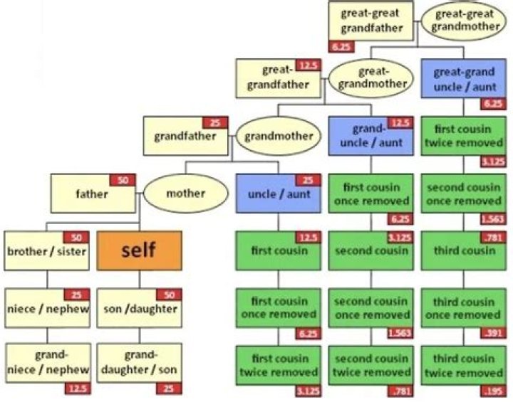 How does the family tree work with cousins?