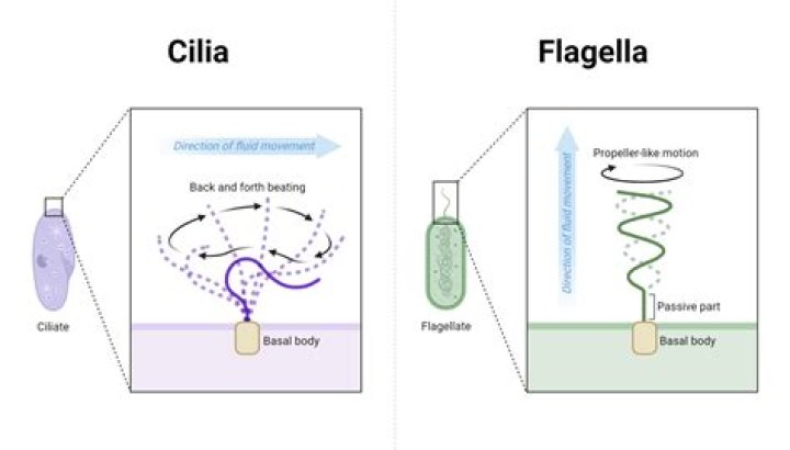 How does the flagella work?