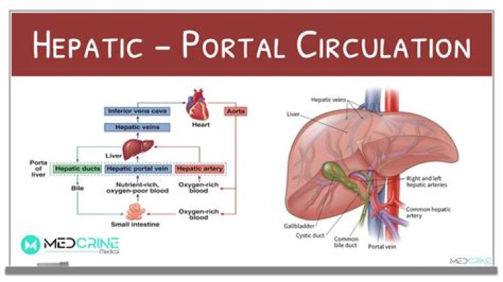 How does the hepatic portal system work?