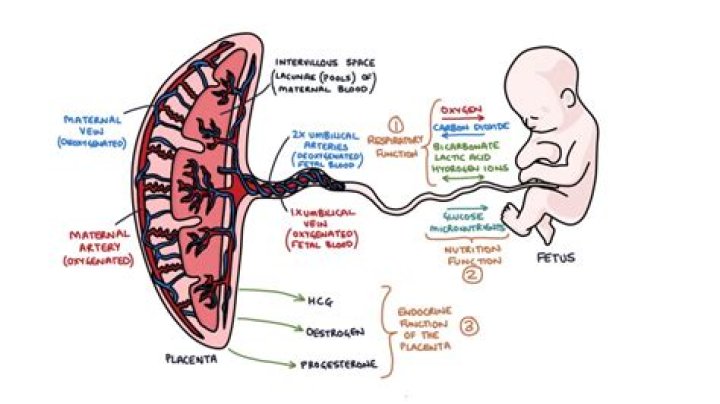 How does the placenta work?
