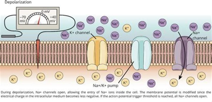 How does the sodium potassium pump work in nerve cells?