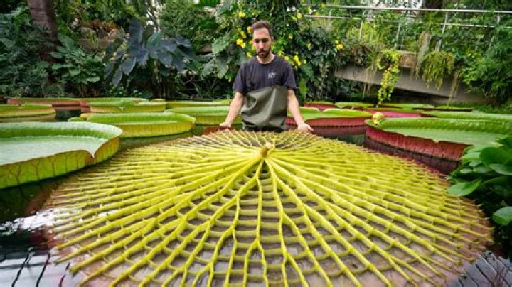 How does the Victoria amazonica reproduce?