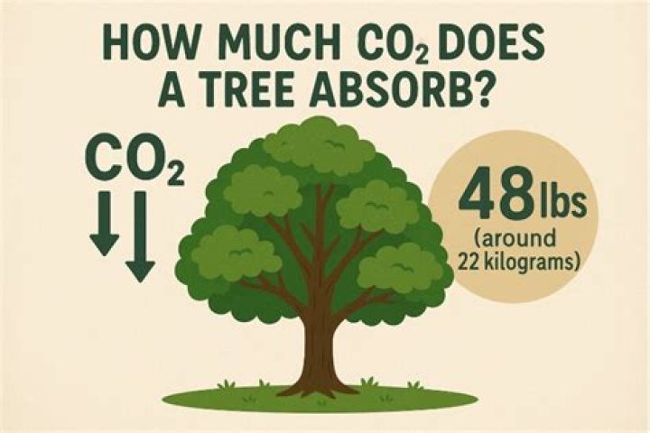 How does Trees absorb noise?