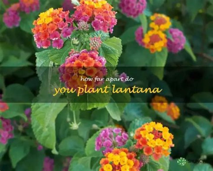 How far apart do you plant little Ruby?
