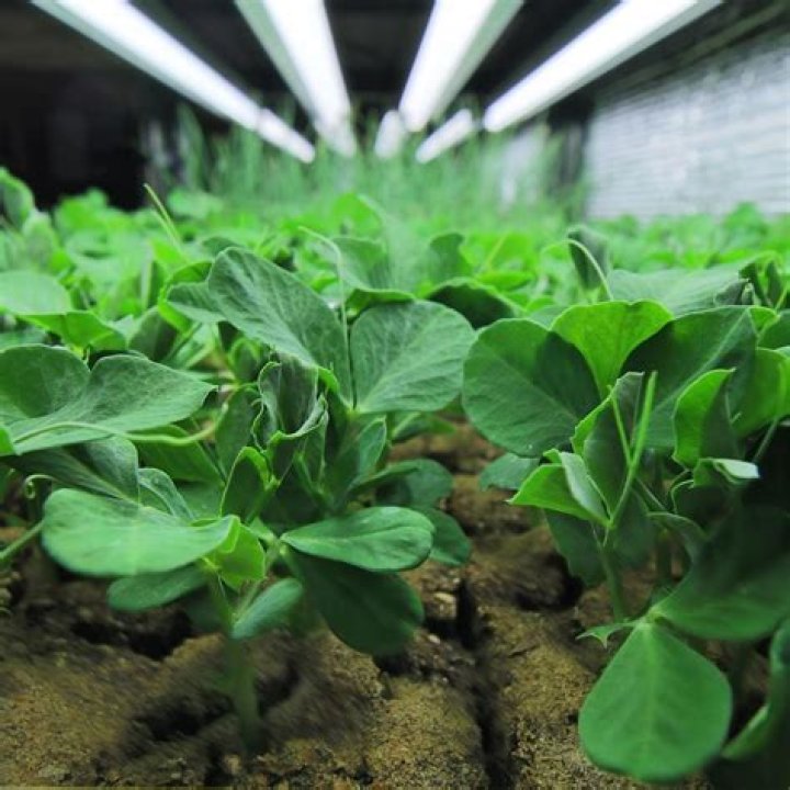 How far should LED grow lights be from seedlings?