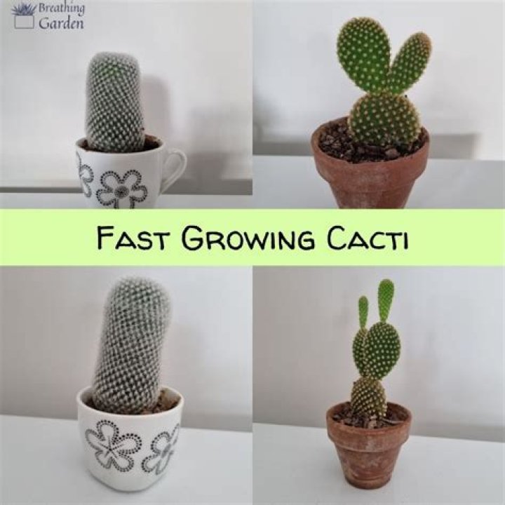 How fast do cacti grow?