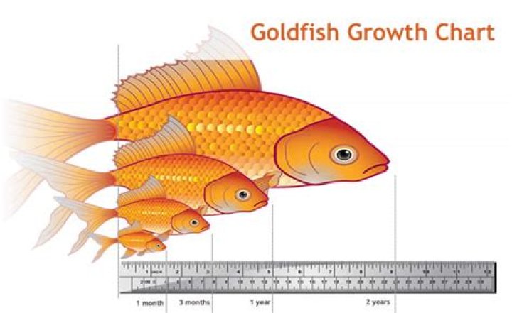 How fast do Comet goldfish grow?