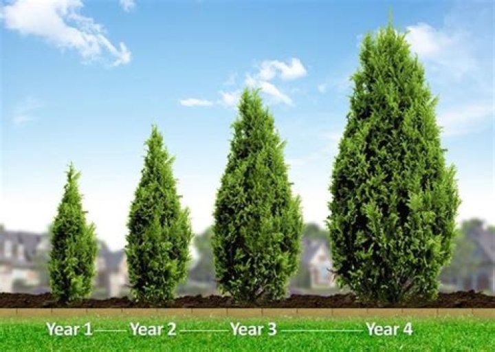 How fast does a Leyland cypress grow?