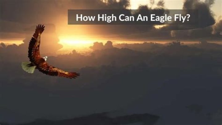 How high can an eagle fly?