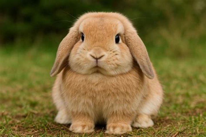 How high can mini lops jump?