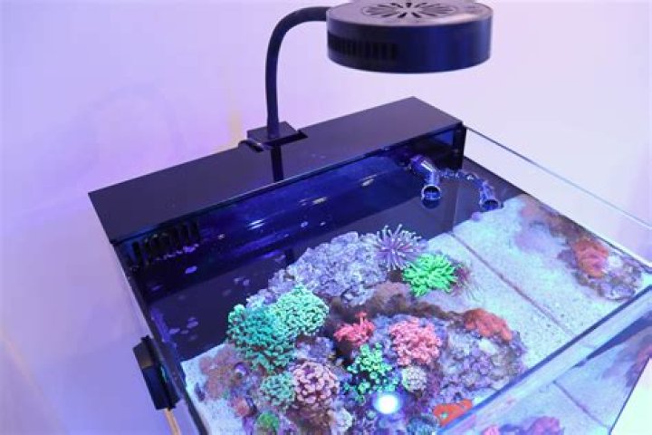How important is water flow in a reef tank?