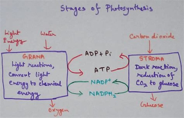 How is ATP made during photosynthesis?