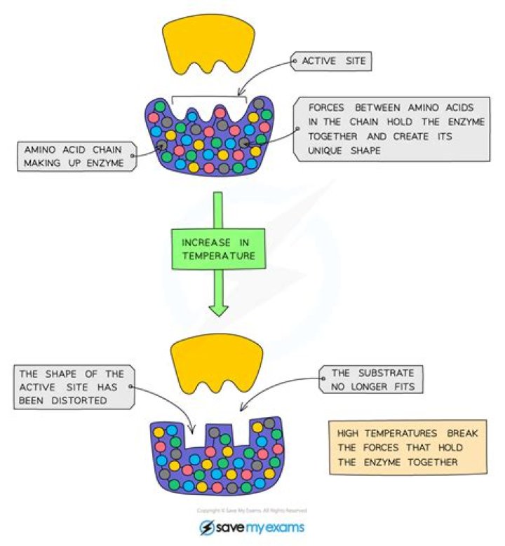 How is enzyme activity influenced by temperature?