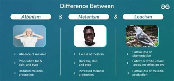How is Melanism caused?