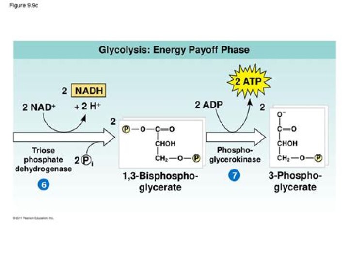 How is the energy investment phase of glycolysis different from the energy payoff phase of glycolysis?