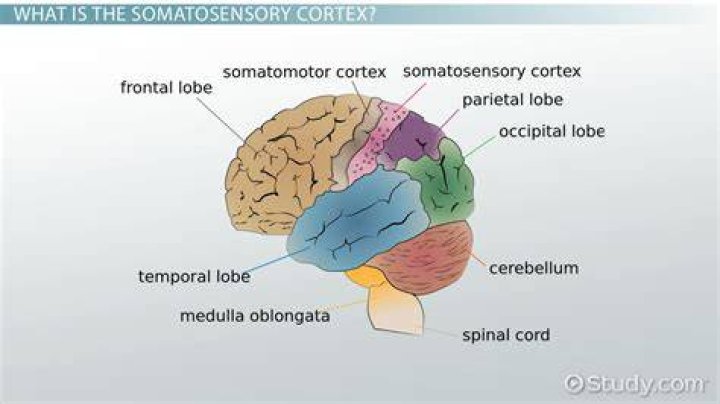 How is the primary somatosensory cortex organized?