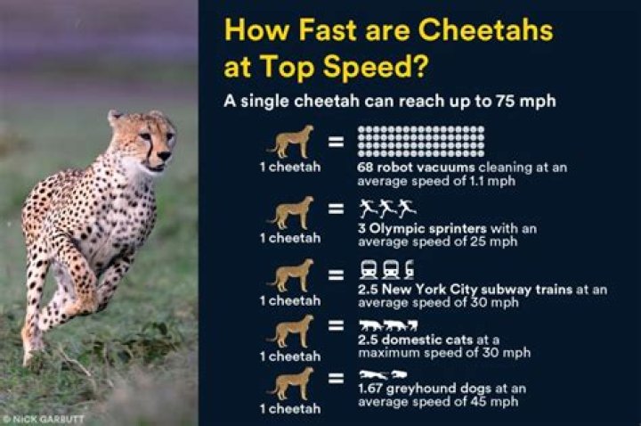 How long can a cheetah maintain top speed?