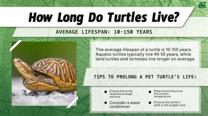 How long can a painted turtle survive out of water?