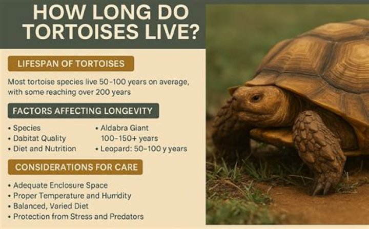 How long can baby tortoises go without water?