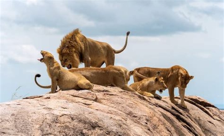 How long can Lions jump?