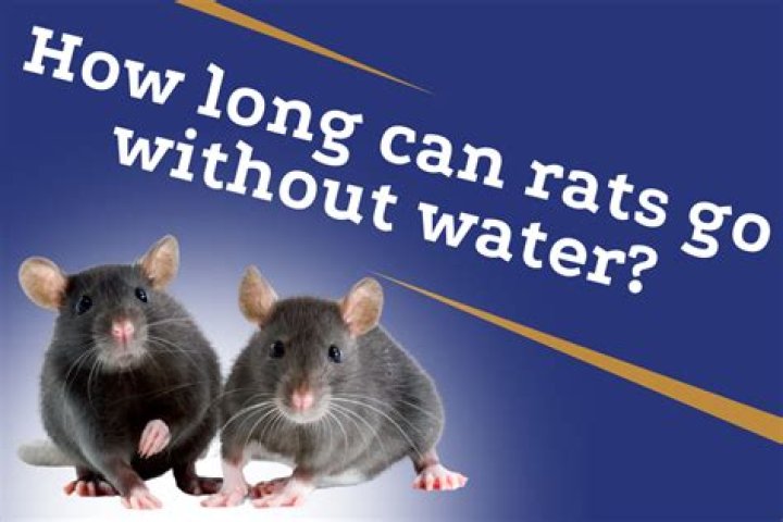 How long can rats go without water?