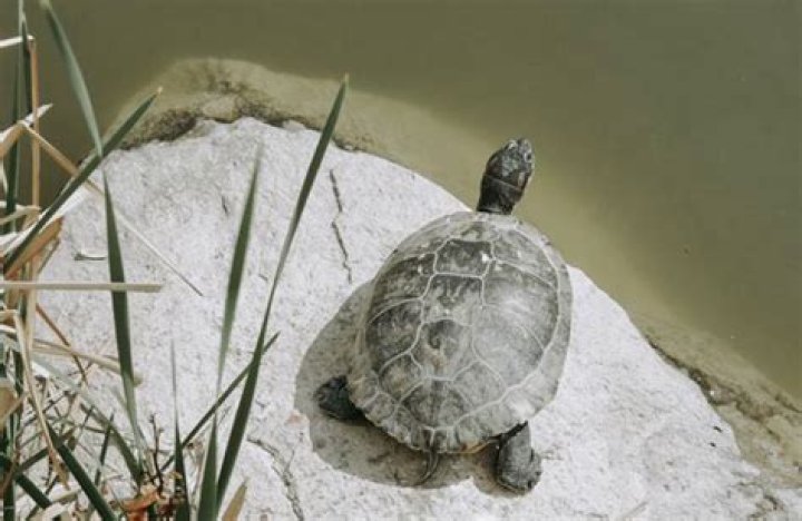 How Long Can turtles go without water?