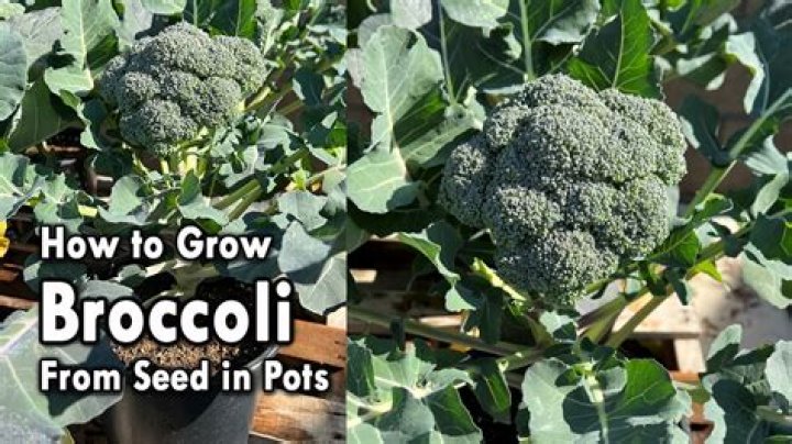 How long do broccoli seeds take to sprout?
