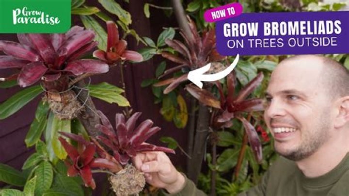 How long do bromeliad plants live?