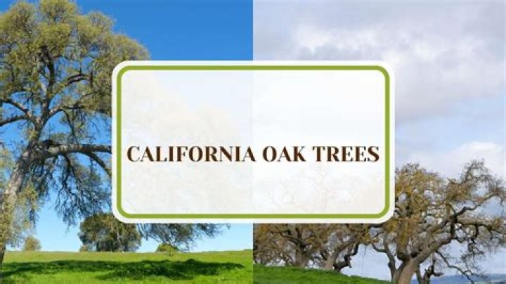 How long do California oak trees live?