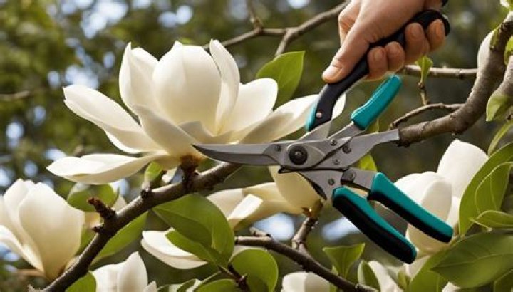 How long do cut magnolia flowers last?