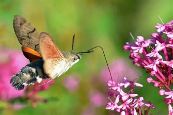 How long do hummingbird hawk moths live?