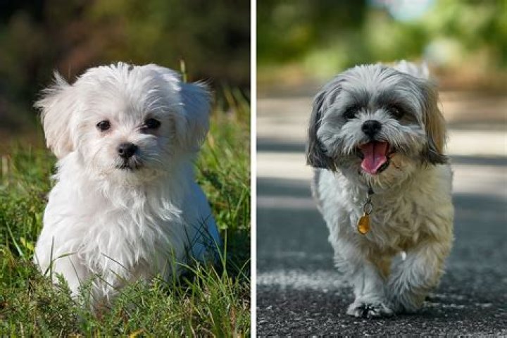 How long do Maltese poodle mixes live?