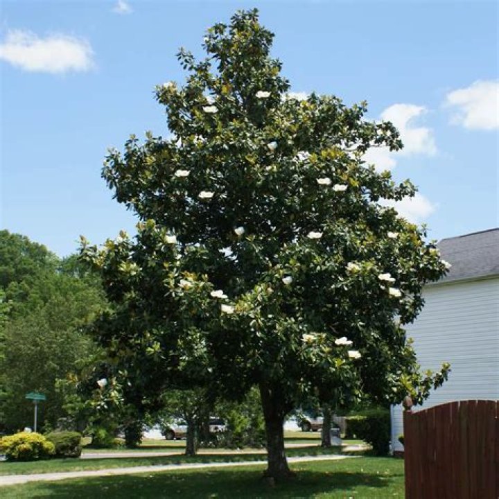 How long do star magnolia trees live?