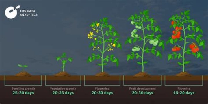 How long do vegetables take to grow from seed?