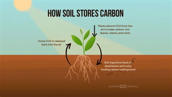 How long does 2 4 D stay in the soil?