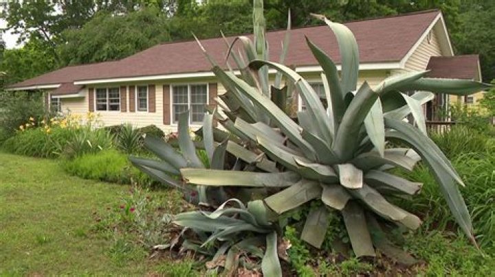 How long does a century plant live?