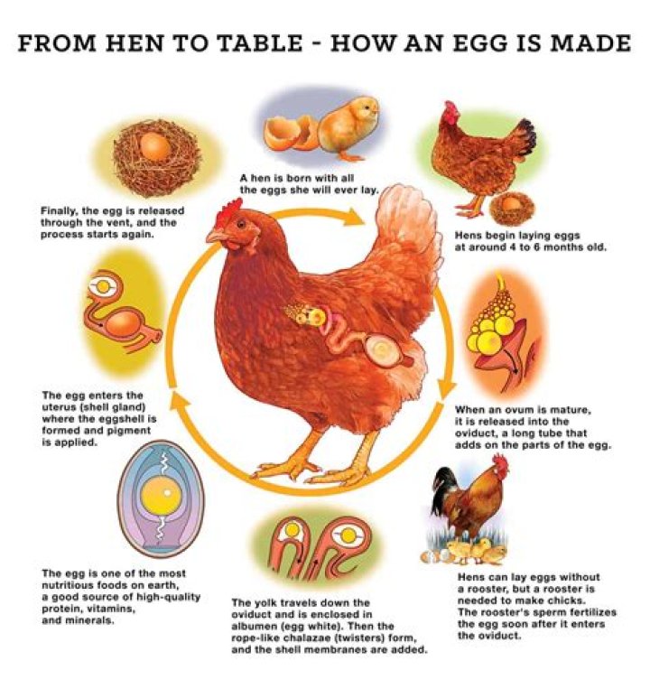 How long does a dove sit on her eggs?