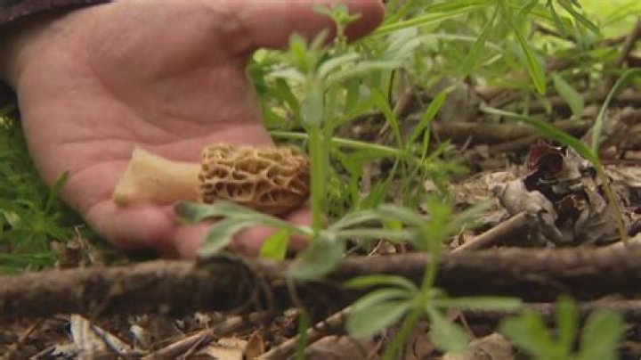 How long does a morel mushroom live?
